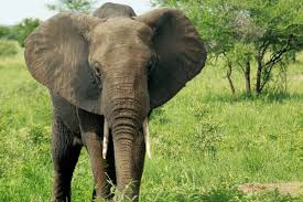 Image result for elephant