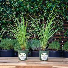 Image result for Cymbopogon