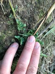 Image result for Asplenium bugoiense
