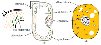 Maybe you would like to learn more about one of these? Cell Structure And Functions Class 8 Science Extra Questions And Answers