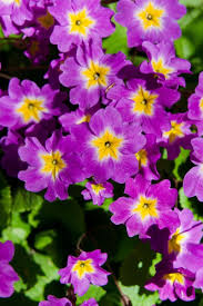 When did violet become the state flower of new jersey? New Jersey State Flower Violet Journal 150 Page Lined Notebook Diary Image Cool 9781533289834 Amazon Com Books