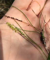 Image result for Triglochin striata