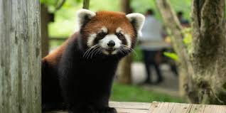 Collection by monika shouse • last updated 5 days ago. Columbus Zoo Searching For Red Panda Kora After Escape From Habitat
