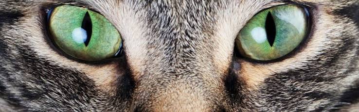 Cat's eyes - how cats see the world | Cat's Best
