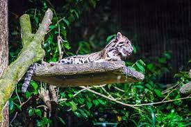 Singapore Night Safari Good Idea Singapore Zoo Safari Cute Cats