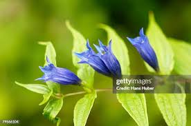 Image result for Gentiana asclepiadea alba