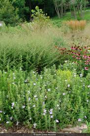 Image result for Vandellia humilis