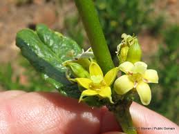 Image result for Fadogia schmitzii