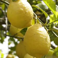 Image result for Citrus × limon