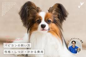 トレーナー監修】パピヨンはどんな犬？性格・飼いやすさ・しつけ・子犬の値段を紹介 | INUNAVI（いぬなび）