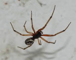 There are black widows there, but any other if you live anywhere in north america, there is the obvious threat of brown and black widows. The World S Most Dangerous Spiders Warning Graphic Images Cbs News