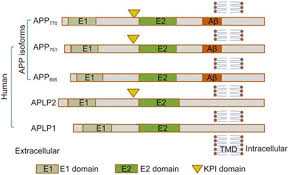 Structure breaker and mitigation : Amyloid Beta Structure Biology And Structure Based Therapeutic Development Acta Pharmacologica Sinica