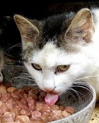 How To Give Medicine To A Cat Yes Even To A Difficult Cat