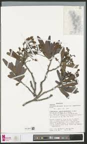 Image result for Otiophora pauciflora