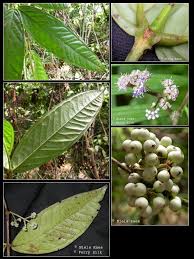 Image result for Memecylon