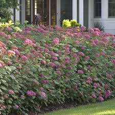 Image result for Hydrangea arborescens Pink Anabelle