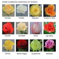 Gul Cesitleri Rose Types Types Of Roses Beautiful Rose Flowers Rose Varieties