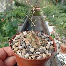 Image result for Schizobasis intricata