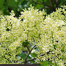 The large panicles of large creamy white fragrant blooms rise above the foliage in late spring to early summer. Ivory Silk Tree Lilac Rock Bridges Trees Trees For Bees