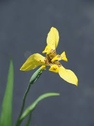 Image result for Thesium vahrmeijeri