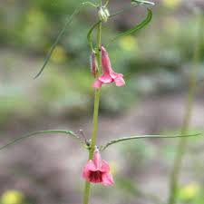 Image result for Sesamum parviflorum