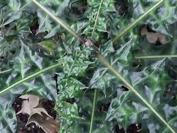 Image result for Acanthus montanus