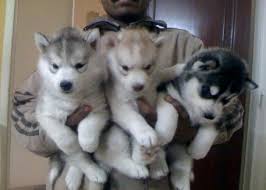 Get a boxer, husky, german shepherd.we have a litter of husky / malamute puppies ready for their new homes. Miniature Siberian Husky For Sale Miniature Siberian Husky Puppies For Sale In Colorado Husky Puppies For Sale Siberian Husky Puppies Husky Puppy