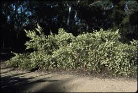 Image result for Grevillea biternata