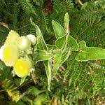 Image result for Helichrysum foetidum