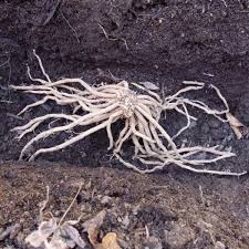 Maybe you would like to learn more about one of these? How To Grow Asparagus Brown Thumb Mama