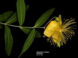 Image result for Clusiaceae