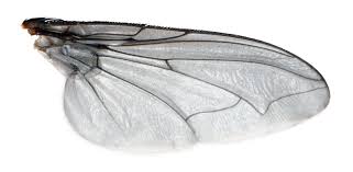 Black And White Insect With Wings Fly Wing By Evilneil On Deviantart Wings Insect Wings Flying