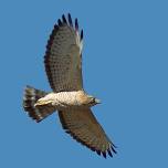 Landrum Library Speaker Series: The Fall Raptor Migration