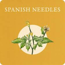 Image result for Bidens pilosa