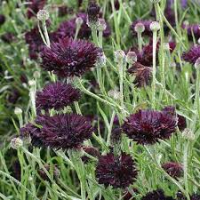 Image result for Crotalaria teretifolia