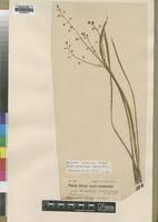 Image result for Burnatia enneandra