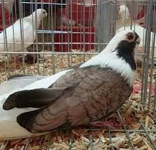 egyptian swift form pigeons guzel kuslar kus