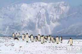 King Penguin Aptenodytes Patagonicus Group In Snowy Habitat Antarctica Suedgeorgien St Stock Photo Picture And Rights In 2021 Habitats King Penguin Antarctica