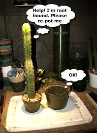 This recipe or the formula works best in all. San Pedro Cactus Trichocereus Pachanoi Peruvianus Peruvian Torch Cacti