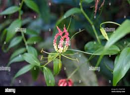 Image result for Colchicaceae