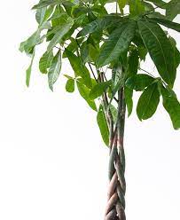 Why Is My Money Tree Dropping Leaves Bloomscape Money Trees Money Tree Plant Trees To Plant