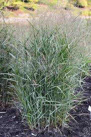 Image result for Panicum pilgeri