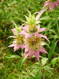 Horsemint Medicinal Herb Info Fairy Garden Flowers Mosquito Repelling Plants Insect Repellent Plants