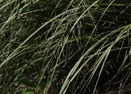 Image result for Sporobolus bechuanicus