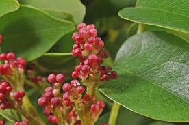 Image result for Rourea