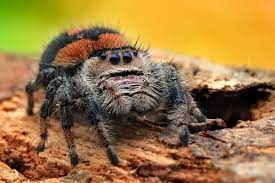 Jumping Spider Care Sheet World Of Phids Llc Jumping Spider Fine Mist Spray Bottle Beautiful Creatures