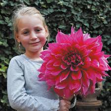 Our number one selling dahlia collection, incredible rainbow of 8 distinct dinner plate dahlias that bloom profusely in summer till frost. Dinner Plate Dahlia Collection Garden Offers