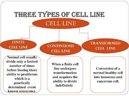 In addition, continuous cell lines may undergo certain changes (phenotypic and genotypic changes) which would result in discrepancies during analysis. Animal Cell Lines Ppt Video Online Download