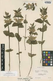 Image result for Tinnea antiscorbutica