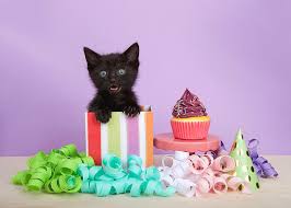 See happy birthday kitten stock video clips. Black Kitten Happy Birthday Photograph By Sheila Fitzgerald